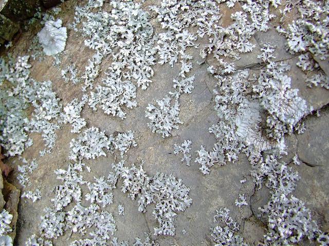 Physcia adscendens A Lichen The Lichen Image Gallery