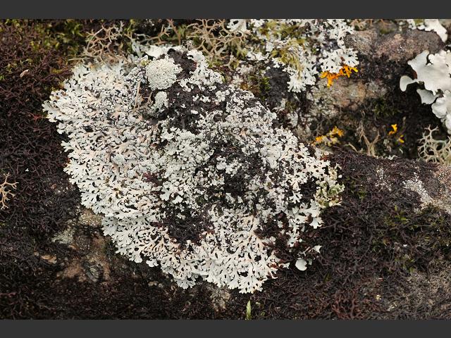 Physcia clementei A Lichen The Lichen Image Gallery