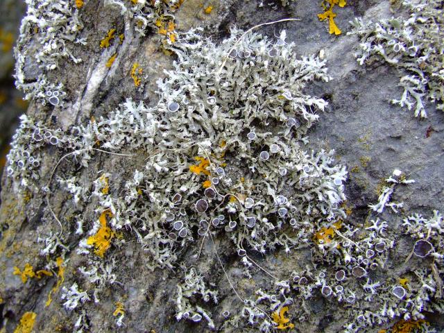 Physcia species A Lichen The Lichen Image Gallery