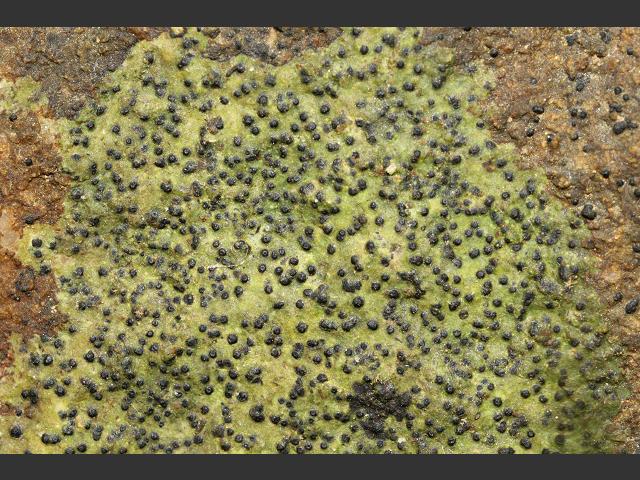 Porina species Porinaceae Lichen Images