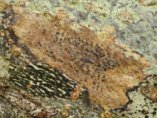 Pyrenula chlorospila Lichen Images
