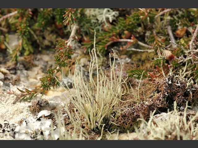 Ramalina cuspidata Sea Ivory The Lichen Image Gallery