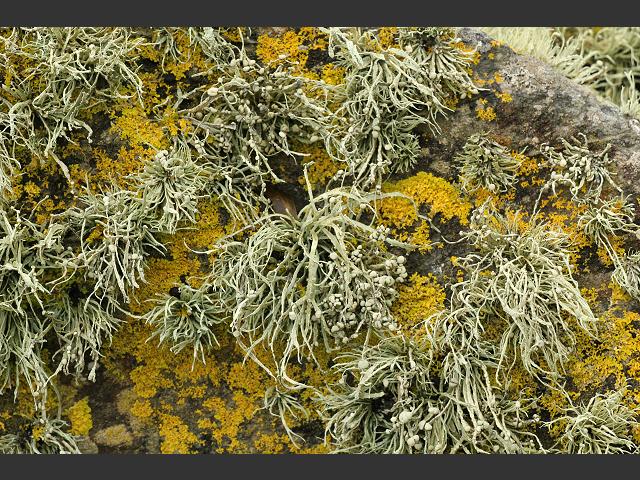 Ramalina siliquosa Sea Ivory The Lichen Image Gallery