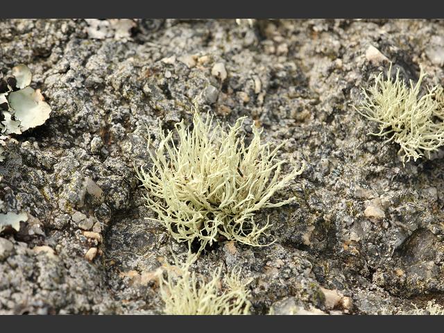 Ramalina subfarinaceae A Lichen The Lichen Image Gallery