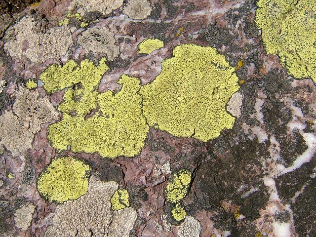 Rhizocarpon geographicum Map Lichen Image Gallery