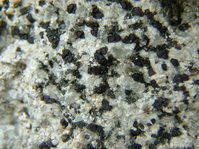 Sarcogyne privigna A Lichen The Lichen Image Gallery