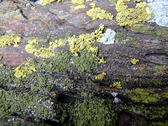 Solenopsora holophaea A Lichen The Lichen Image Gallery