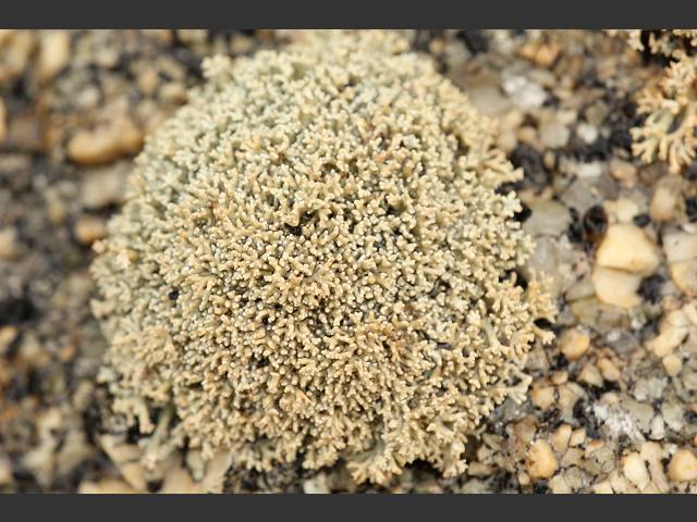 Sphaerophorus fragilis A Lichen The Lichen Image Gallery