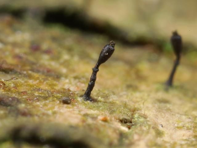 Stenocybe septata Holly Pins Lichen Images