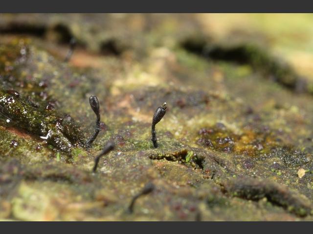 Stenocybe septata - Holly Pins (The Lichen Image Gallery)