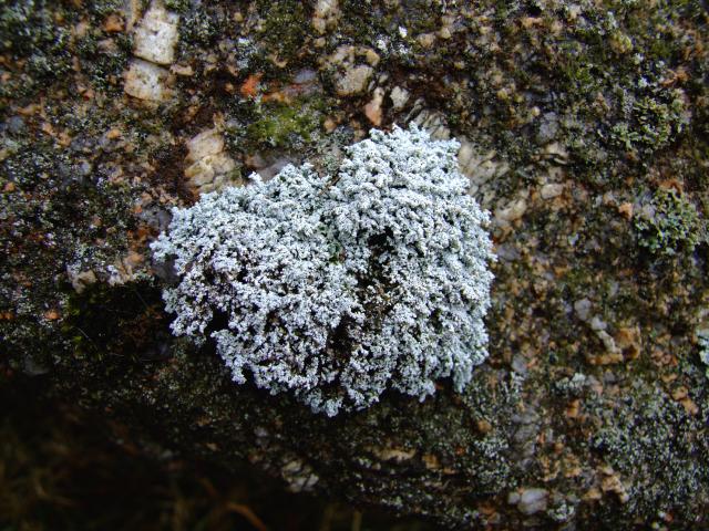 Stereocaulon species Lichen Images