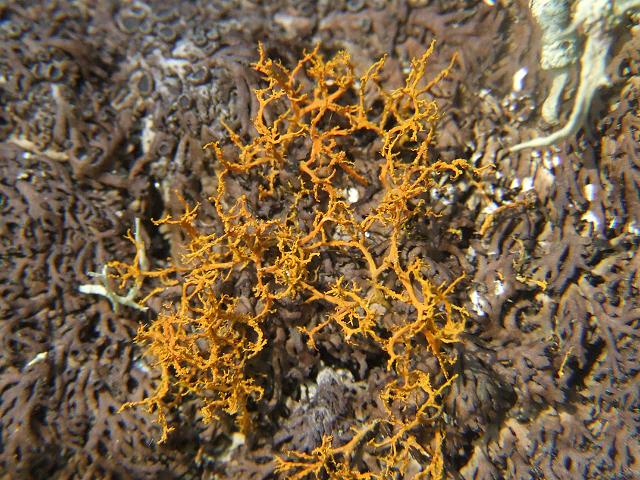 Teloschistes flavicans Golden Hair Lichen The Lichen Image Gallery
