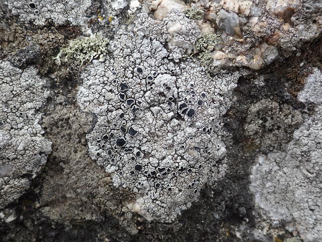 Tephromela atra Black shields Lichen Images