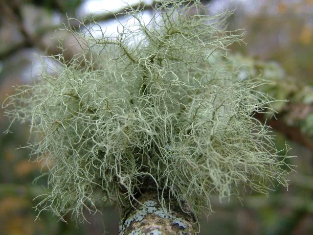 Usnea species Lichen Images