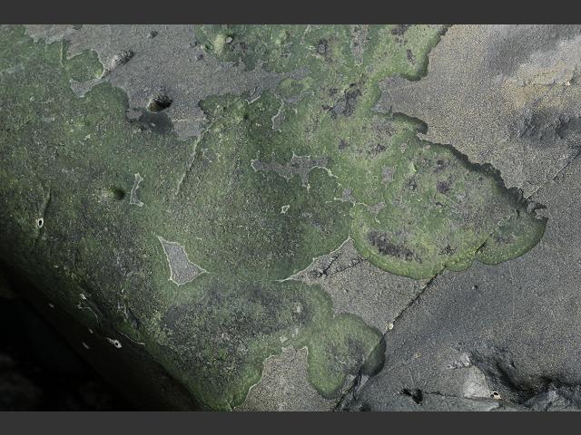 Verrucaria mucosa Lichen Image Gallery