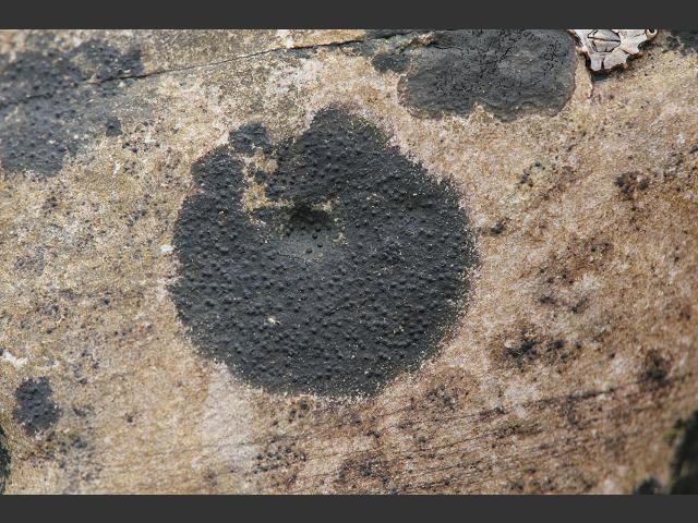 Verrucaria striatula Lichen Image Gallery