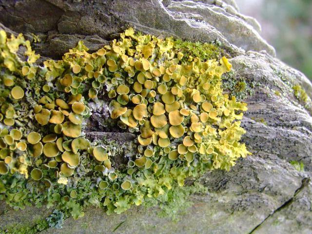 Xanthoria parietina Common Orange Lichen The Lichen Image Gallery