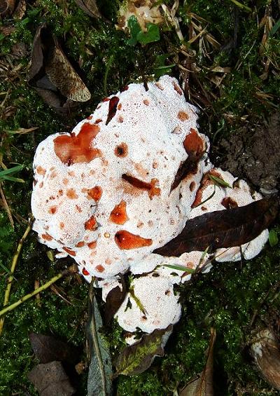 Brackets and Polypores Polyporales Basidiomycota Fungi Images UK