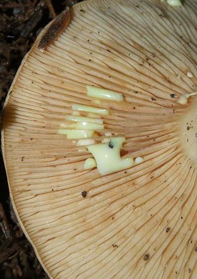 Brittlegills and Milkcaps Russulales Basidiomycetes Fungi Images UK