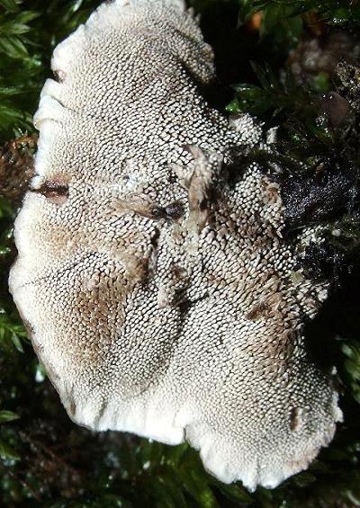 Tooth Fungi and Earthfans Thelephorales Fungi Images UK
