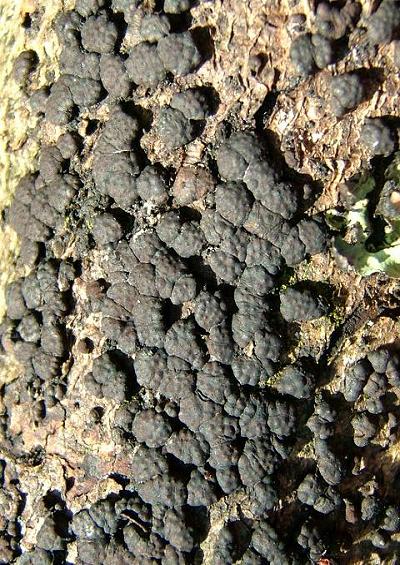 Candlesnuff Fingers Spots and Crusts Xylariaceae Ascomycete Fungi Images UK